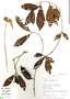Rosenbergiodendron longiflorum image