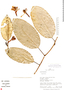 Passiflora cauliflora image
