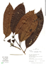 Alibertia occidentalis image