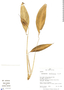 Spathiphyllum lechlerianum image