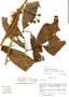 Cremastosperma pedunculatum image