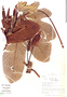 Cecropia latiloba image