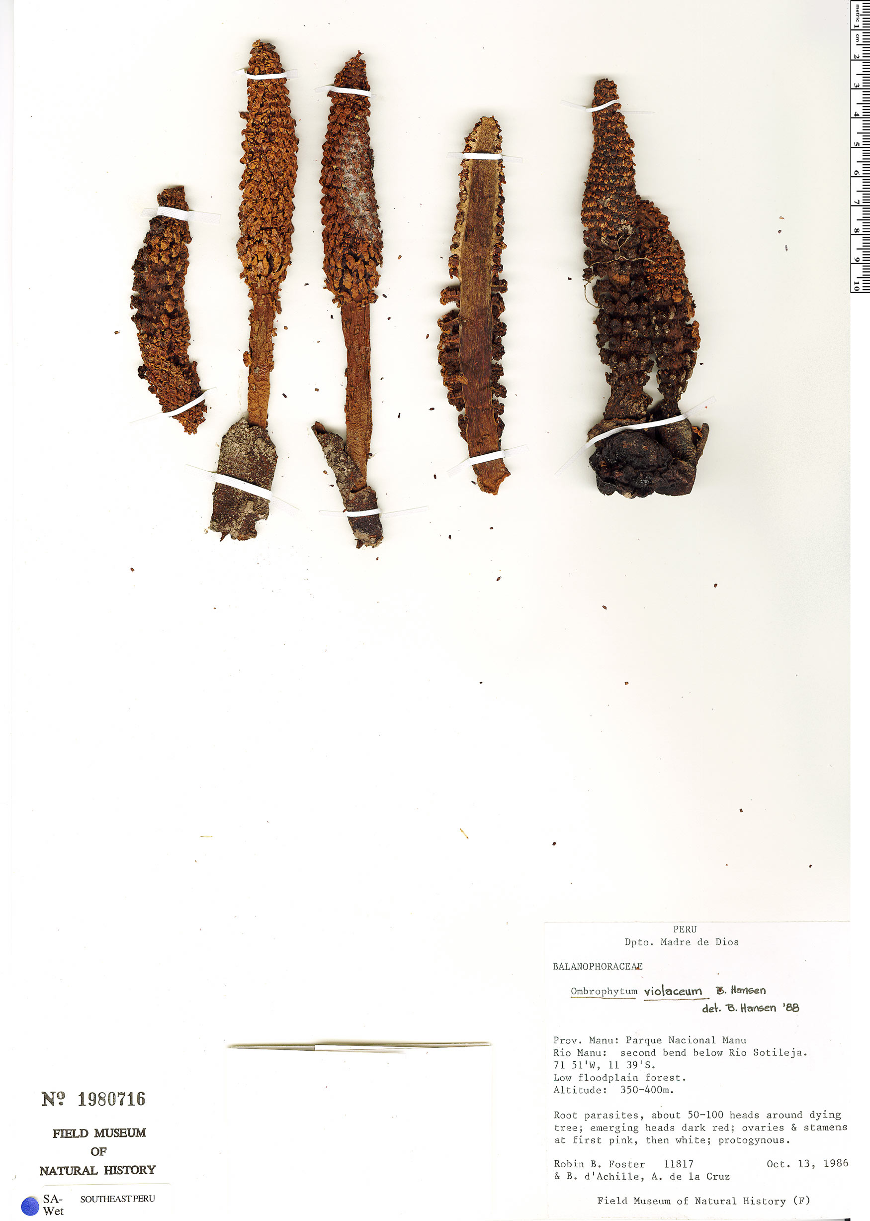 Ombrophytum violaceum image