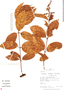 Forsteronia affinis image