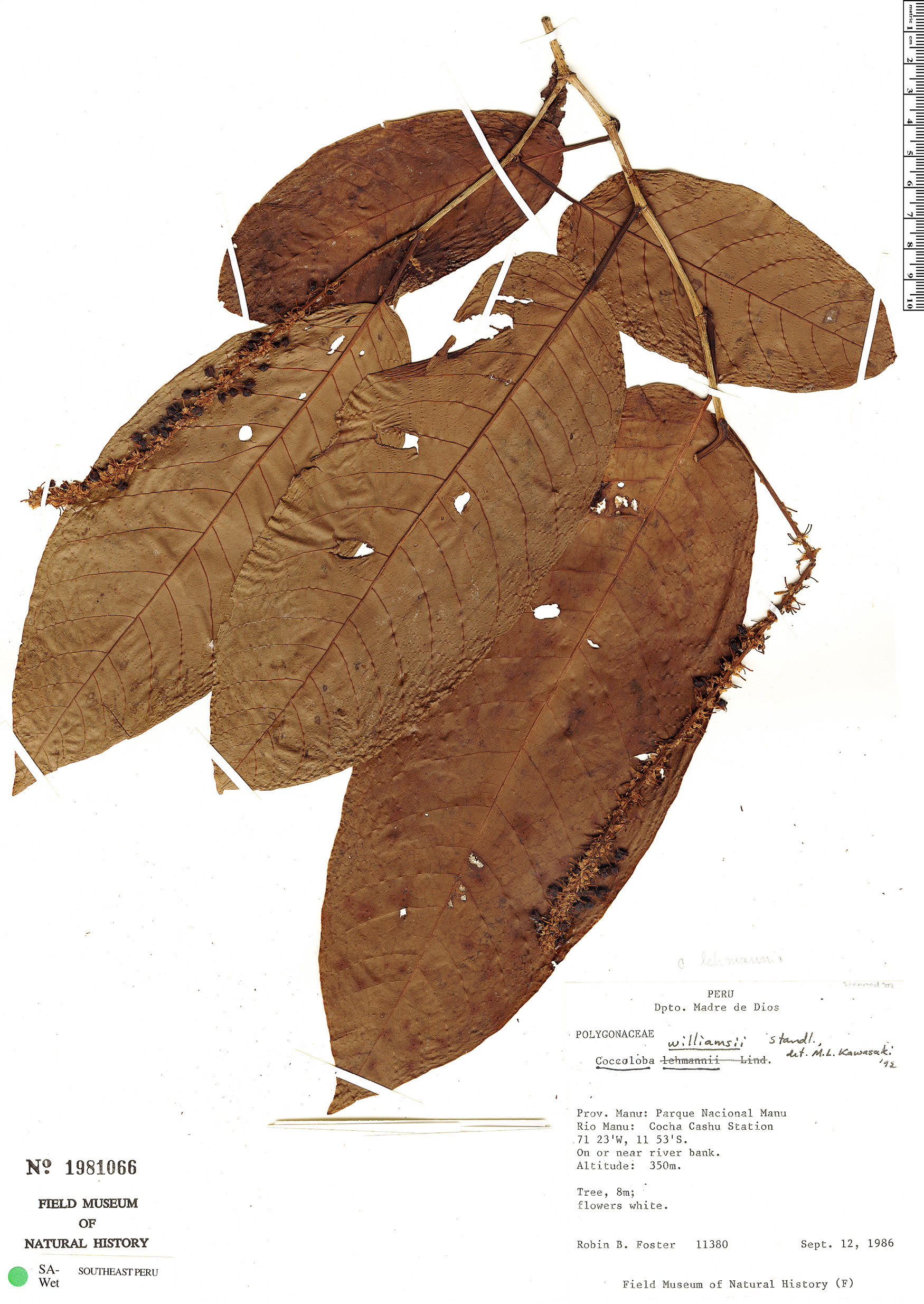 Coccoloba williamsii image