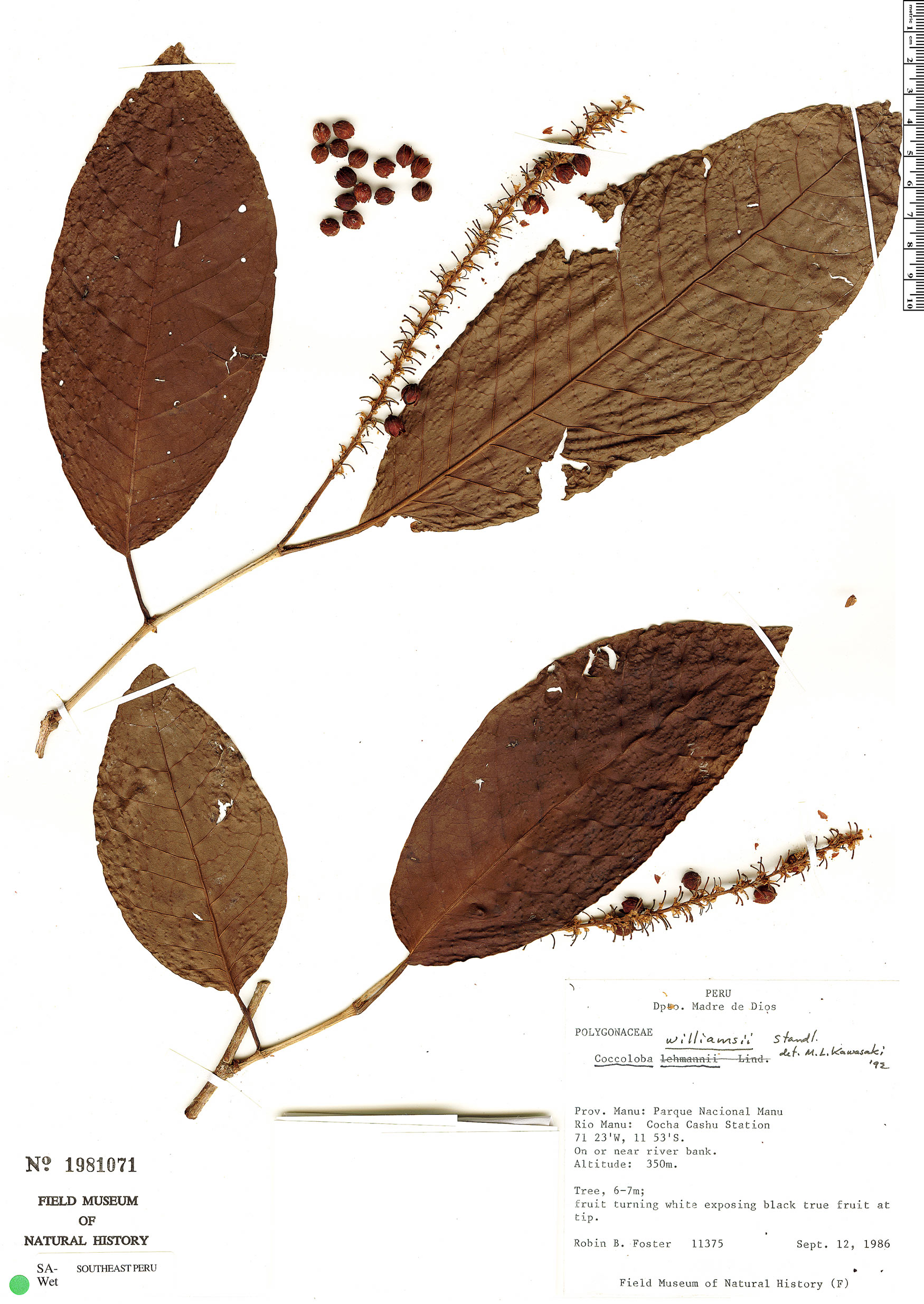 Coccoloba williamsii image