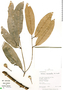 Salacia macrantha image