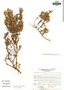 Clinopodium taxifolium image
