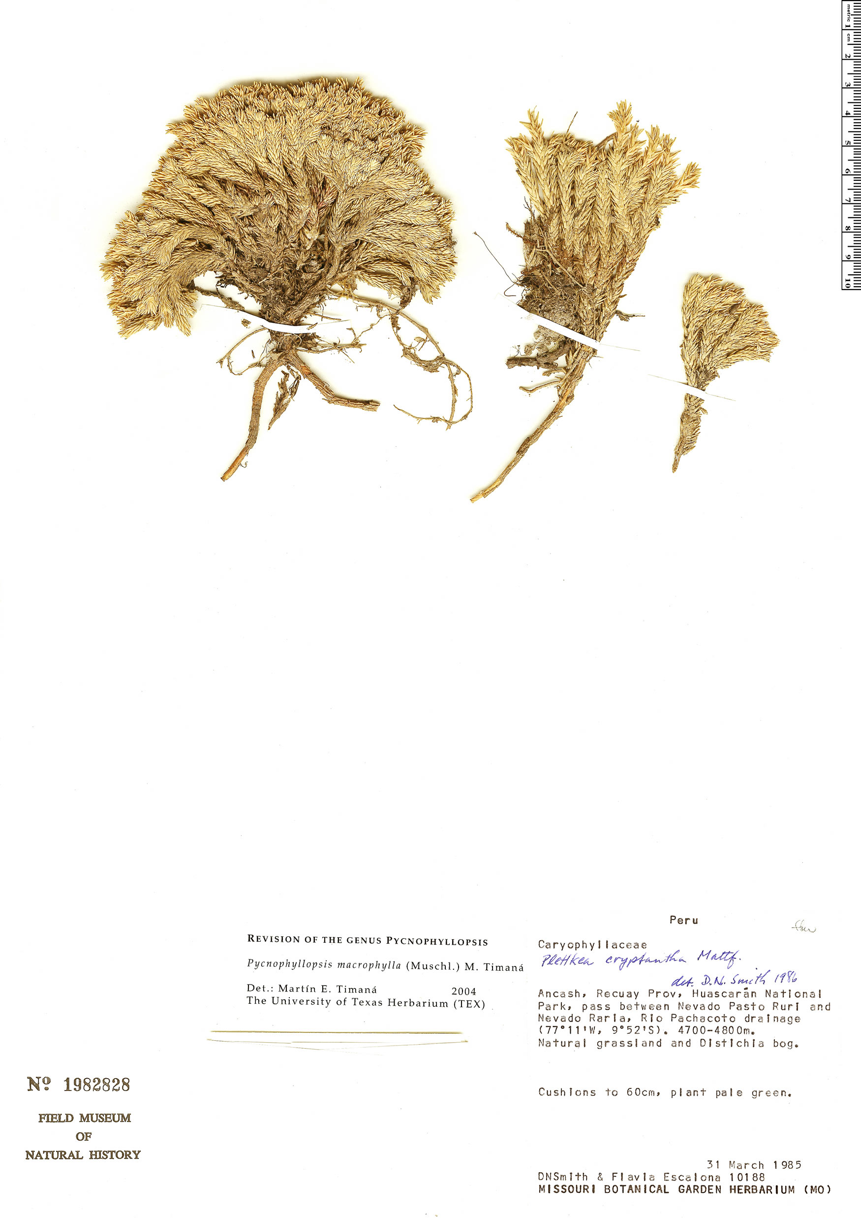 Pycnophyllum macrophyllum image