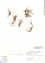 Lachemilla diplophylla image