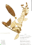 Siphocampylus affinis image