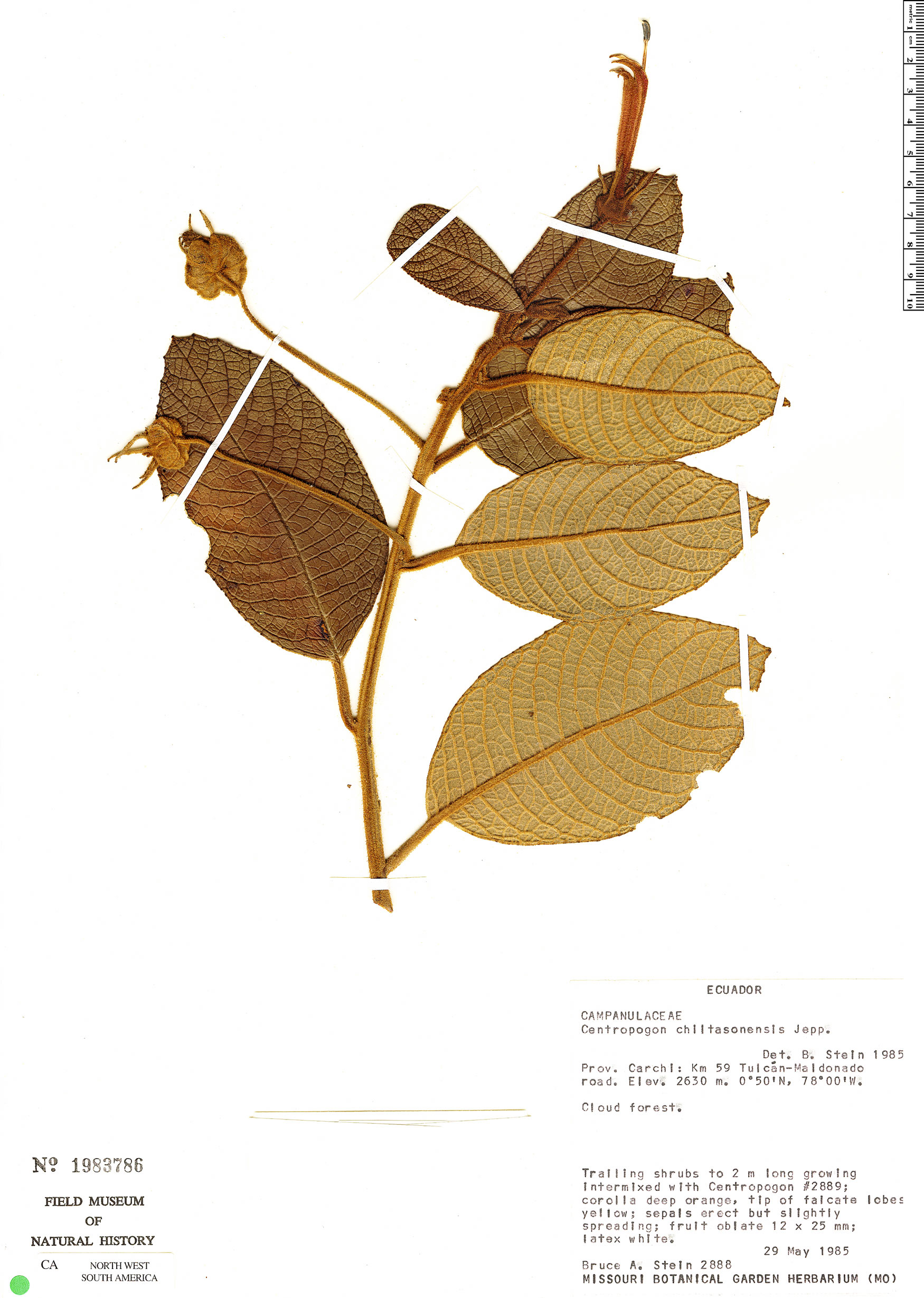 Centropogon chiltasonensis image