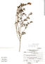 Salvia pseudorosmarinus image