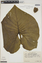 Montrichardia linifera image