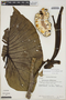 Montrichardia linifera image