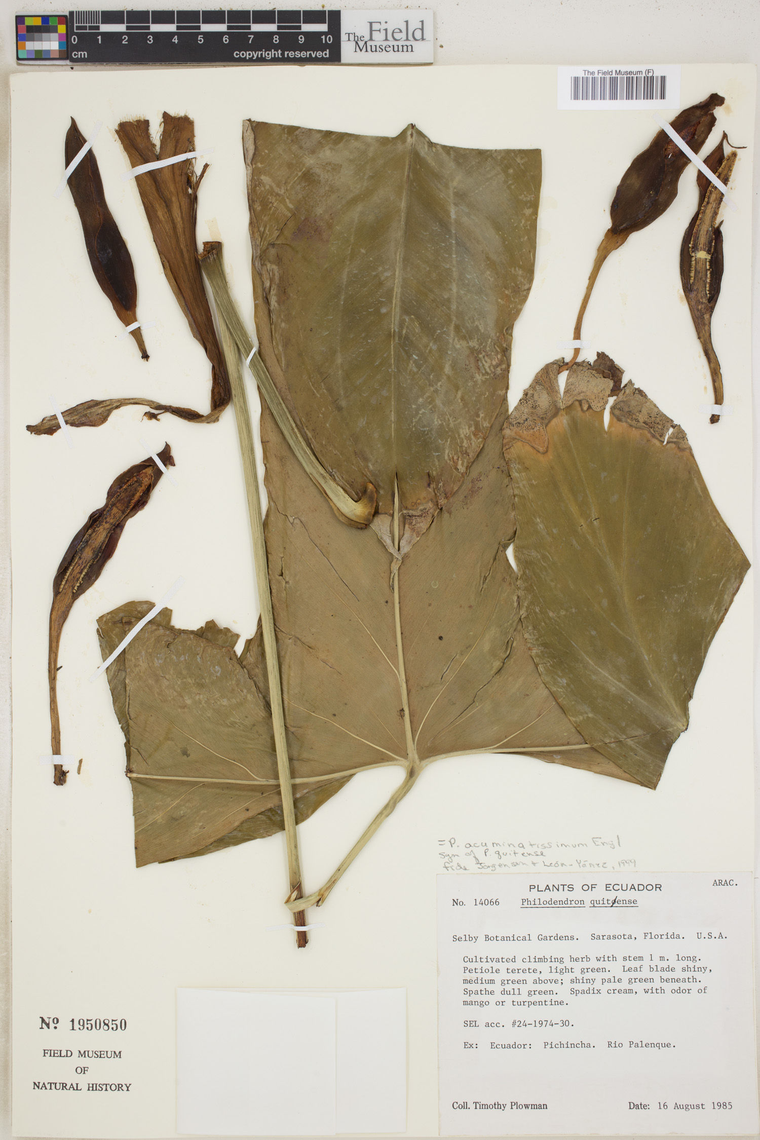 Philodendron acuminatissimum image