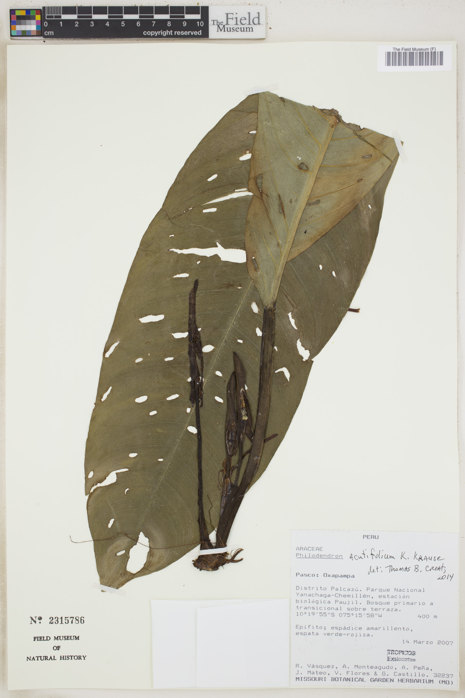 Philodendron acutifolium image