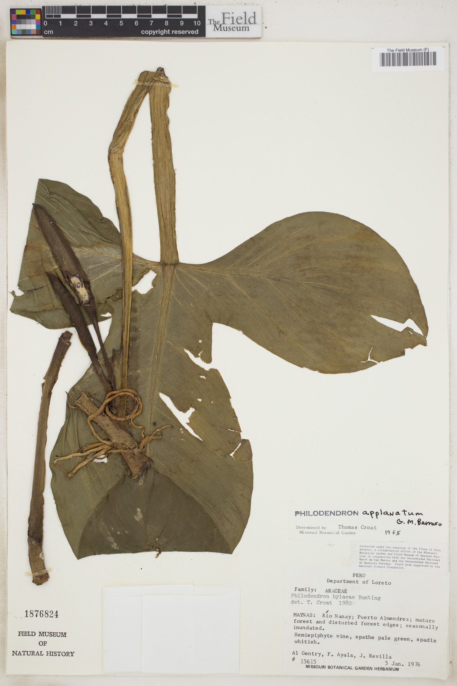 Philodendron applanatum image
