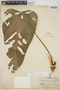 Philodendron asplundii image