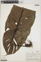 Philodendron aureimarginatum image