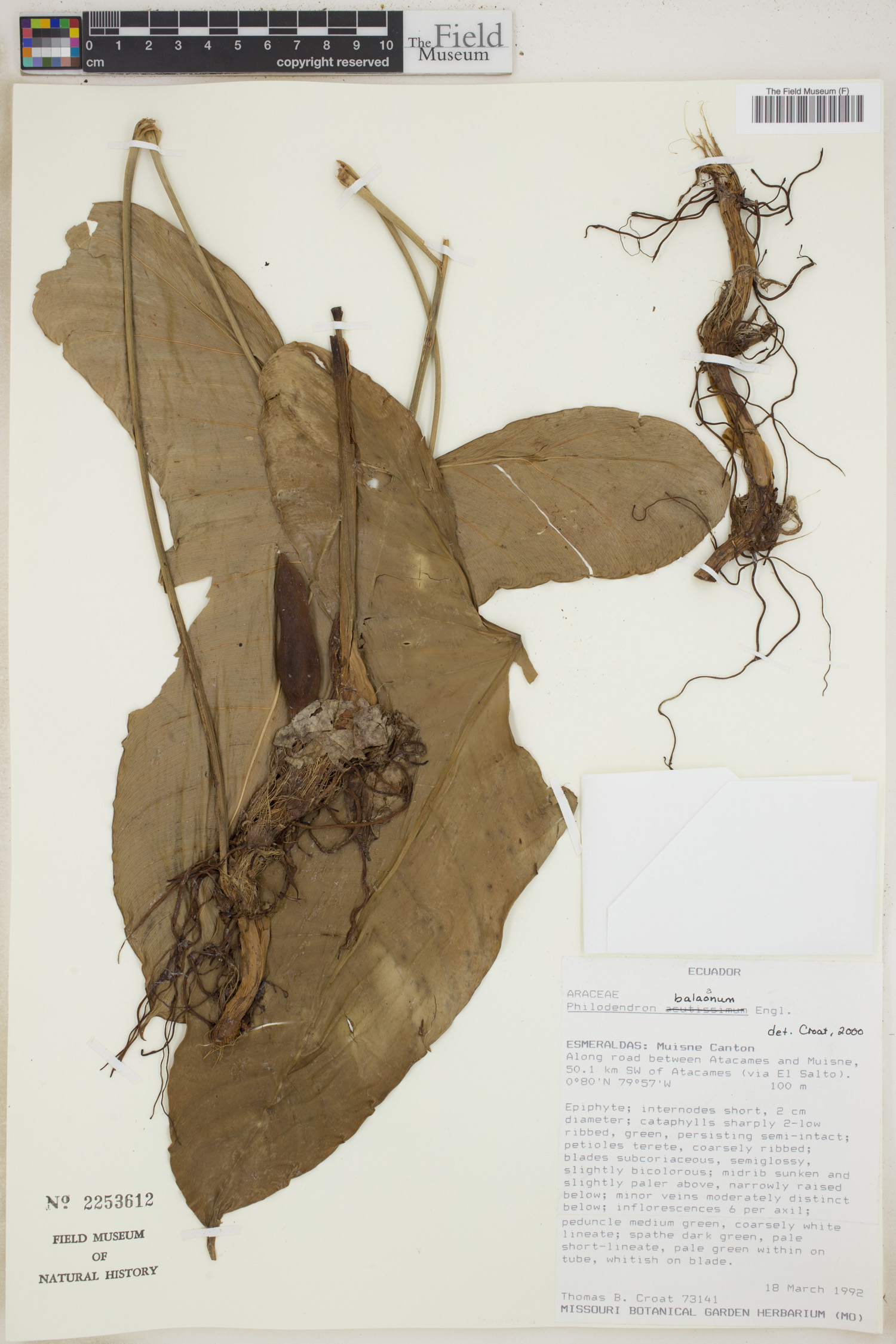 Philodendron balaoanum image