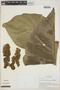 Philodendron barrosoanum image