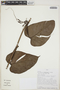 Philodendron brandtianum image