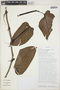 Philodendron brandtianum image