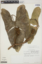 Philodendron brevispathum image