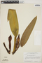 Philodendron callosum image
