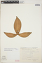 Philodendron camposportoanum image