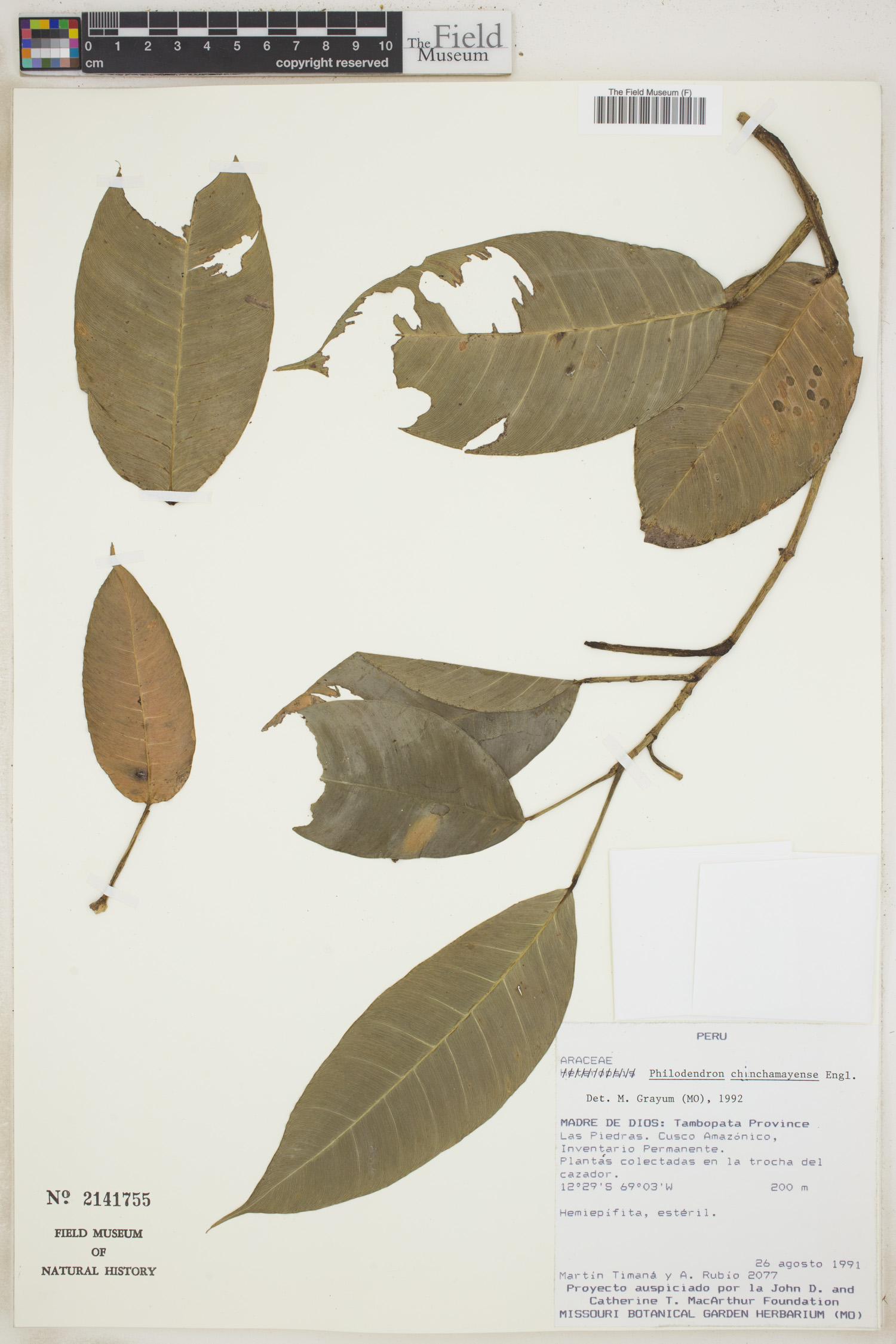 Philodendron chinchamayense image