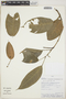 Philodendron chinchamayense image
