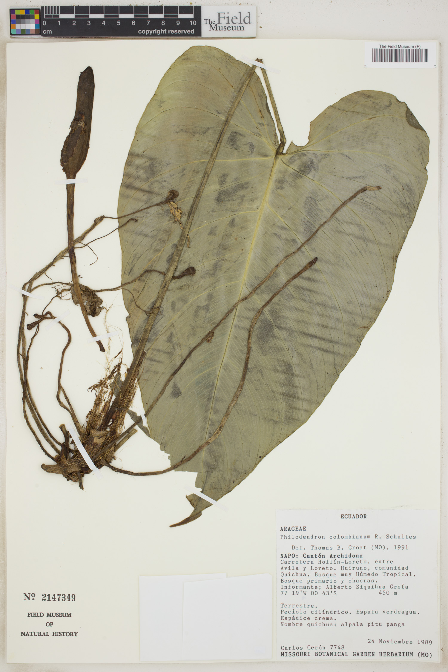 Philodendron colombianum image