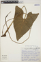 Philodendron corcovadense image