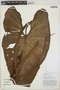 Philodendron cordatum image