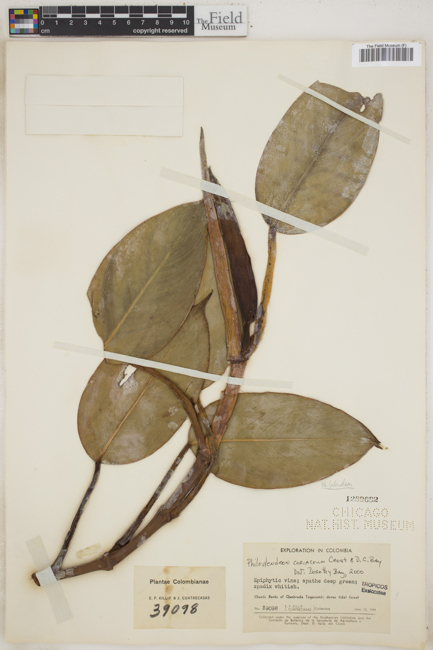 Philodendron coriaceum image
