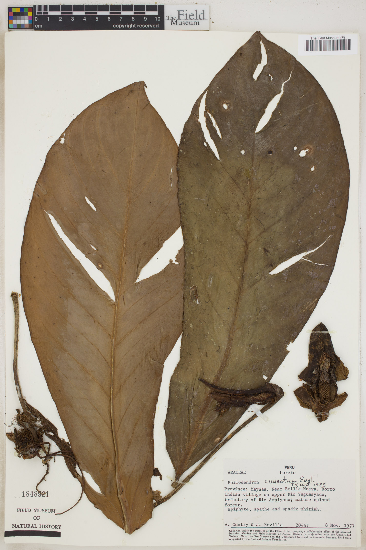 Philodendron cuneatum image