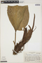 Philodendron cuneatum image