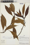 Hoffmannia coriacea image