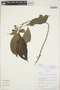 Hoffmannia viridis image
