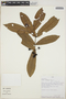 Ixora acuminatissima image