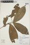 Ixora acuminatissima image