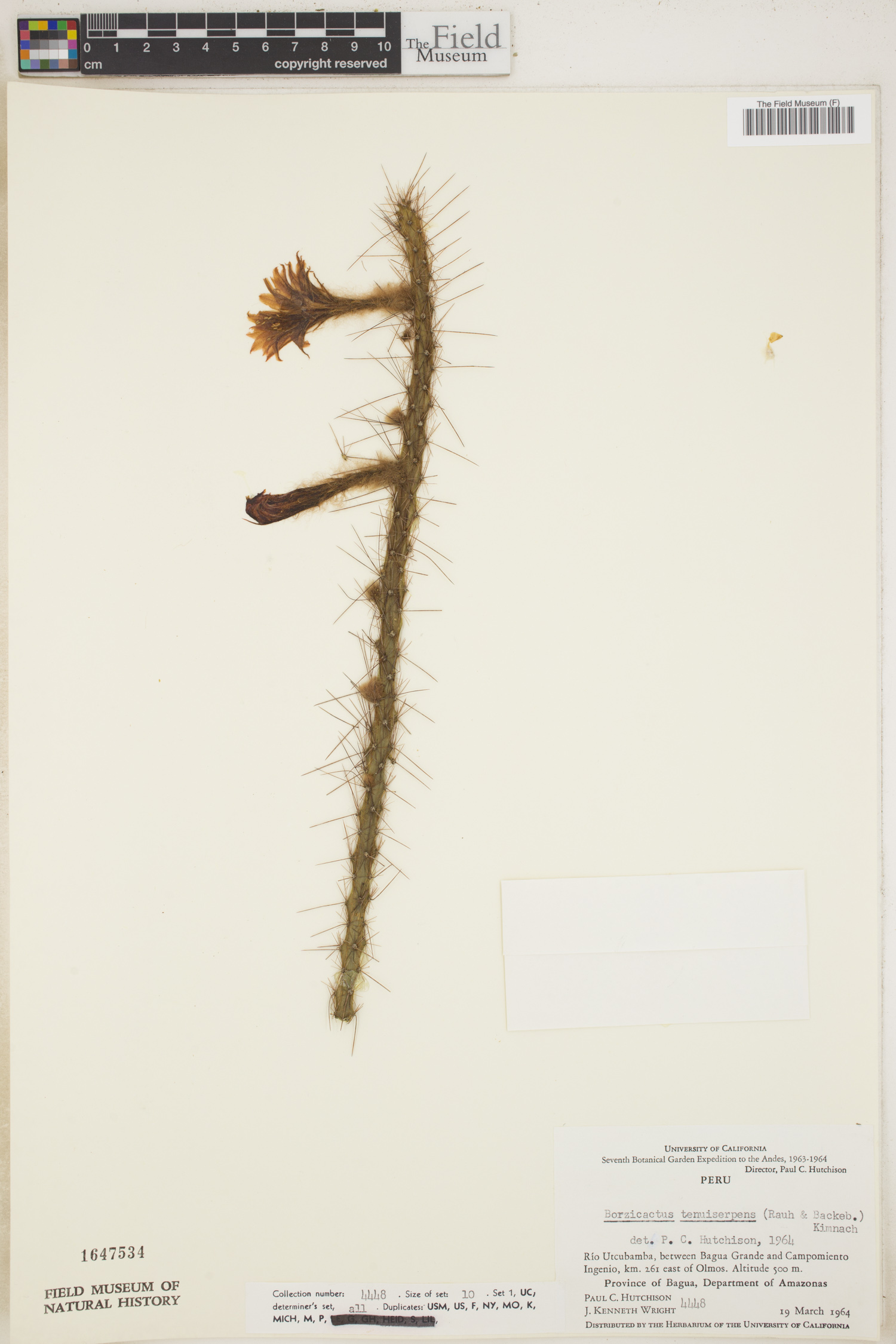 Cleistocactus tenuiserpens image