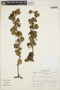 Berberis podophylla image