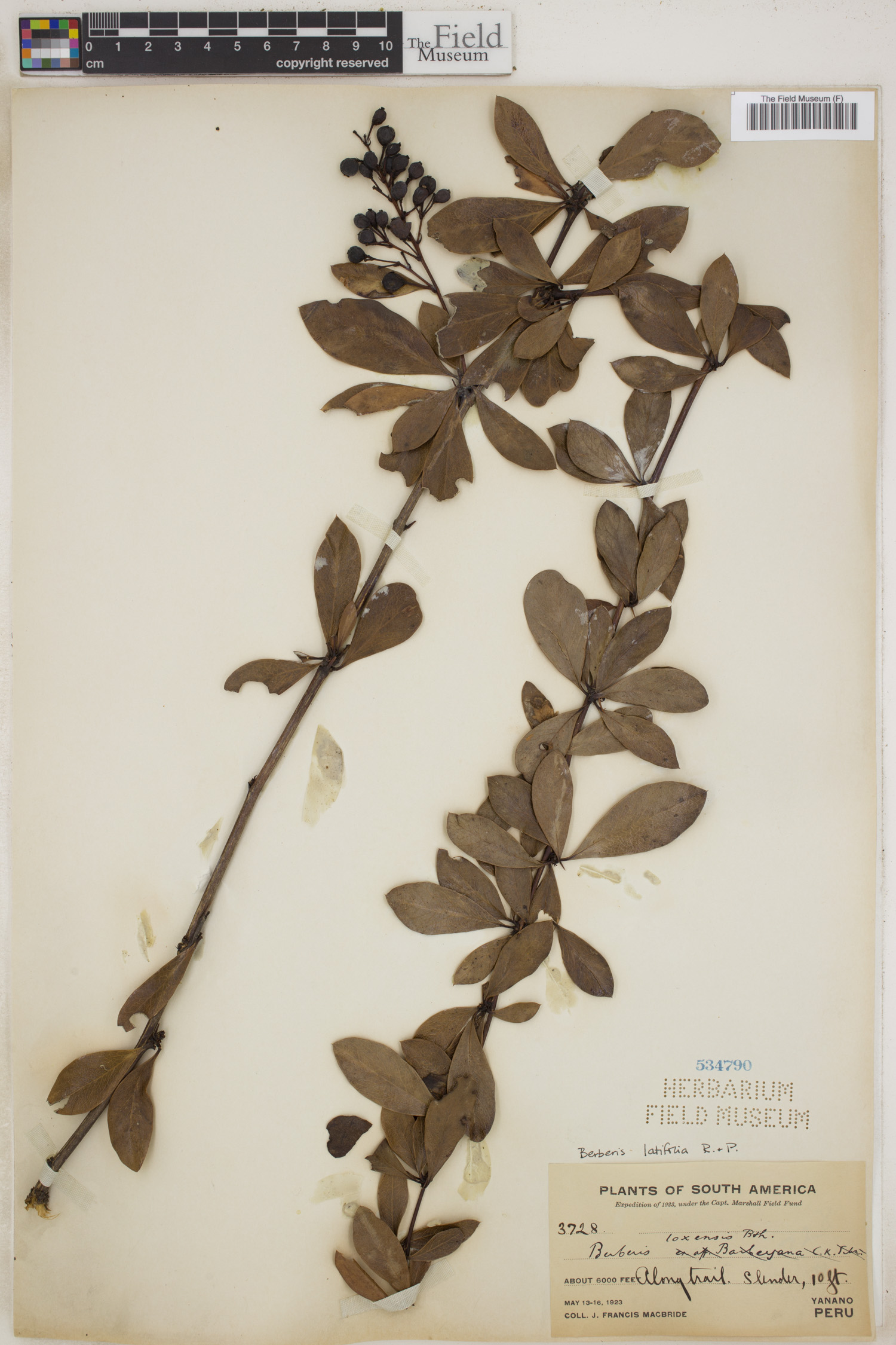 Berberis latifolia image