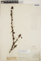 Berberis microphylla image