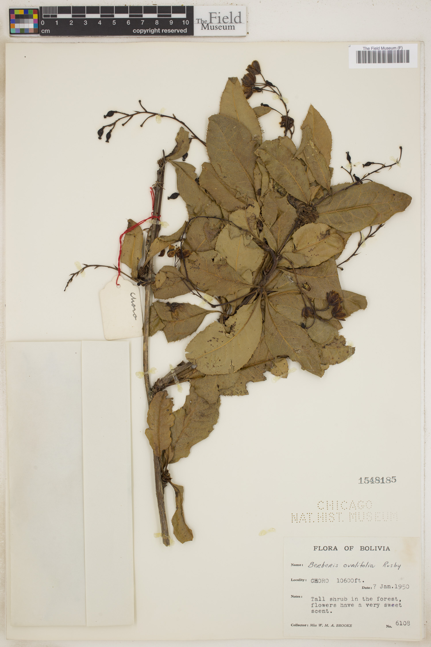 Berberis ovalifolia image