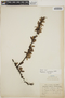 Berberis rigidifolia image