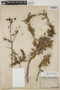 Berberis ruscifolia image